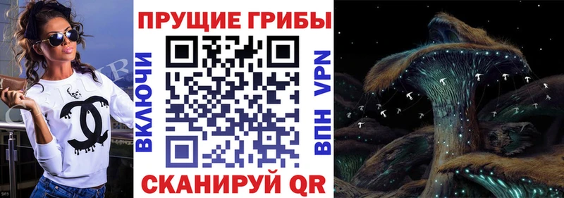 Купить где  Асино  Псилоцибиновые грибы Psilocybine cubensis 